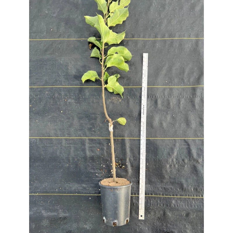 Santiam Nursery Japanese Aomori Orin Apple tree , Green Dragon