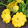 25 Yellow Bush Scallop Summer Squash Seeds for Planting. Non
