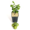 Gerald Winters and Son Kaffir Lime Tree Starter Plant. Citrus