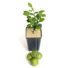 Gerald Winters and Son Kaffir Lime Tree Starter Plant. Citrus Hystrix. Makrut Lime. 6'' - 10'', Green, Large