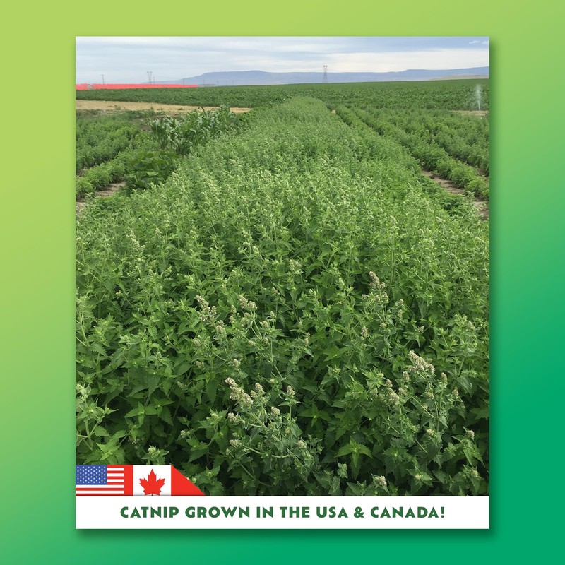 KITTY KA-ZOOM Silverine Surge - Catnip & Silvervine Mix |