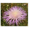 American Basket Flower Seeds - Pink