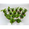 Mini Fern Plants (6 Plants) (2" Pots) Terrariums | Fairy