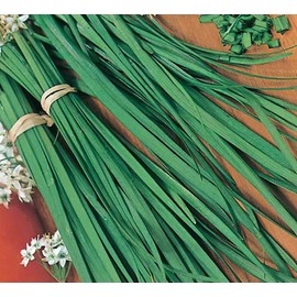 Chives Great Herb Heirloom Vegetable Bulk 15,000 Seeds