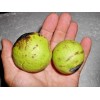 Fresh BLACK WALNUT SEEDS ( 5 nuts ) - Juglans nigra -- Farm Fresh from Pennsylvania