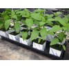 Yasai Hana Cultivation Pot (Made of Rock Wool) (75H x
