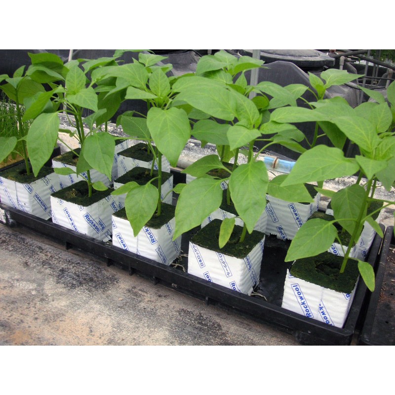 Yasai Hana Cultivation Pot (Made of Rock Wool) (75H x