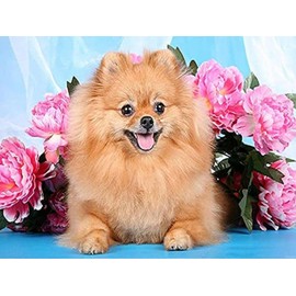 YEEIFFD Diamond Art Painting Kits for Adults 5D Diamond Painting Kit for Adults & Kids, Cute Pomeranian and Flowers Round Full Drill Embroidery Cross Stitch Arts Craft for Home Wall Decor 12x16in