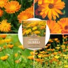Calendula ‘Pacific Beauty Mix’ – Extra Large Packet – Over