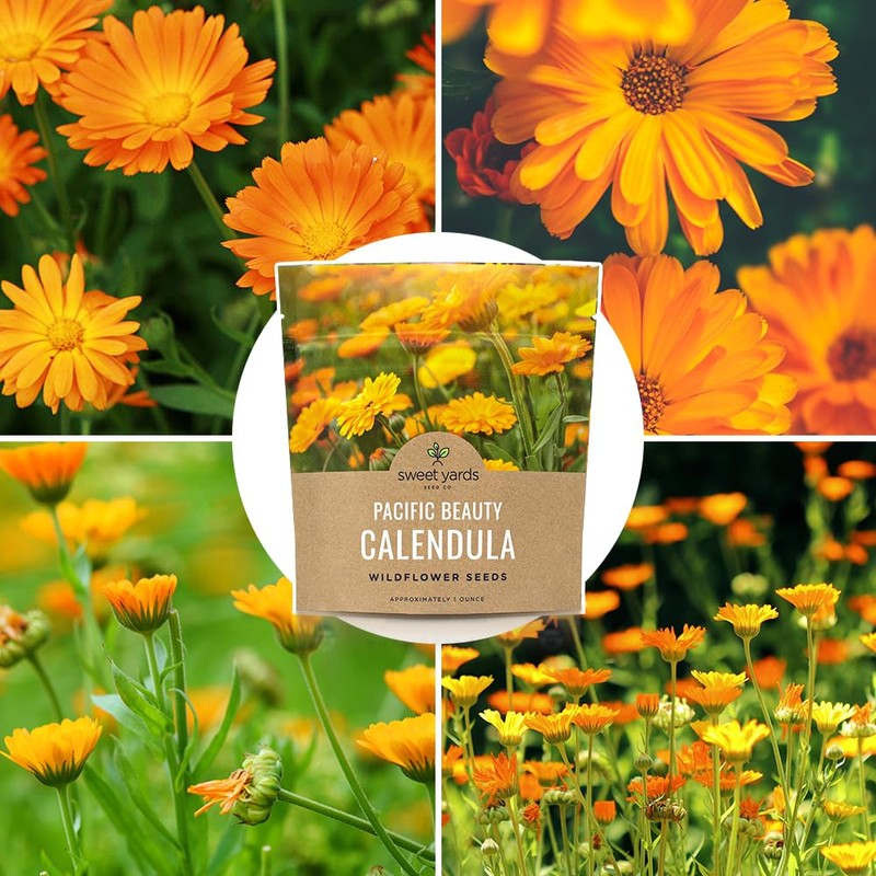 Calendula ‘Pacific Beauty Mix’ – Extra Large Packet – Over