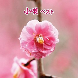 小唄 ベスト キング・ベスト・セレクト・ライブラリー2021