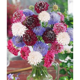 KIRA SEEDS - Seeds Pincushion Flower Mix - Scabiosa - Annual Flowers for Planting