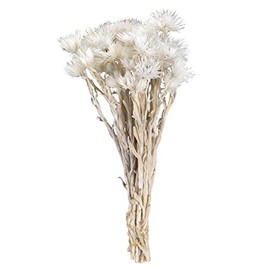 Daichi Farm DO032001-011 Dried Flowers, Mini Silver Daisy, Approx. 0.9 oz (25 g), White