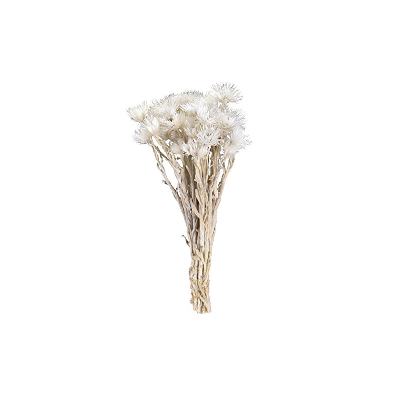 Daichi Farm DO032001-011 Dried Flowers, Mini Silver Daisy, Approx. 0.9