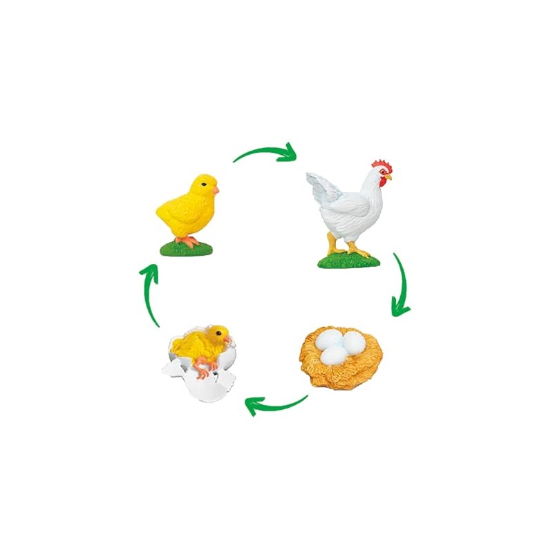 TimeTEX - Chicken Life Cycle | Detailed Development Stages for