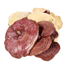 OTMARTFOOD Fresh medicinal herb domestic reishi mushroom 500g