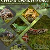 ZeeDix 2.2LBS Sphagnum Moss for Reptiles, 20QT Reptile Bedding Substrate