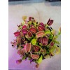 3 Small Giant Venus Flytraps (Fly Trap Carnivorous Plants) 3