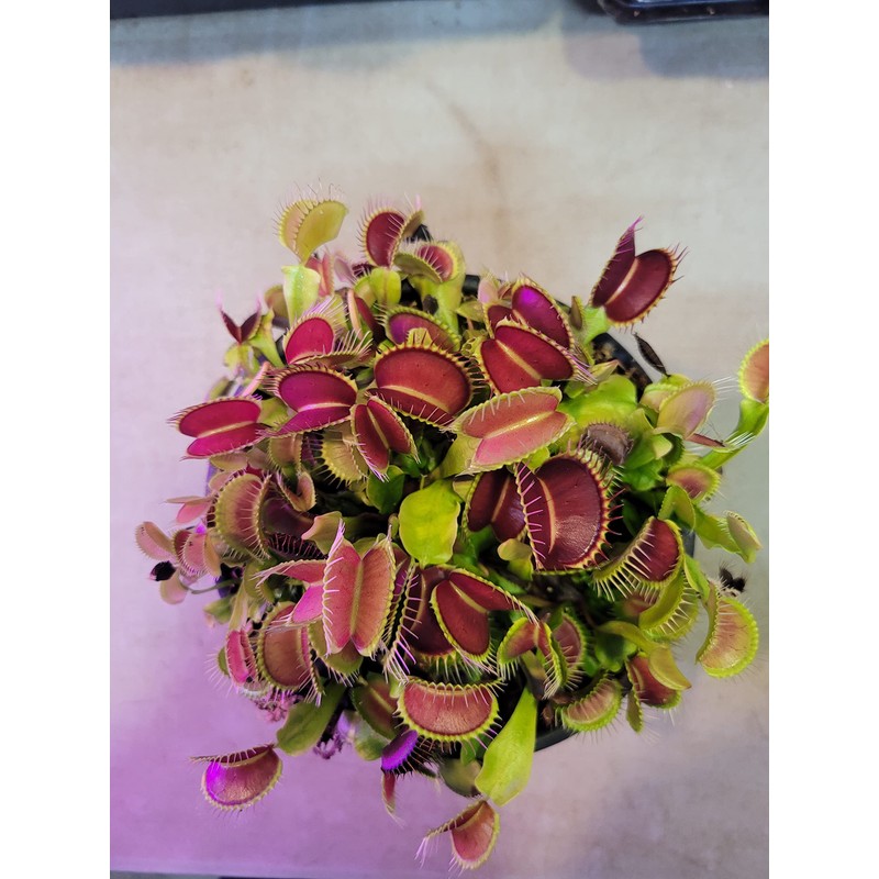 3 Small Giant Venus Flytraps (Fly Trap Carnivorous Plants) 3