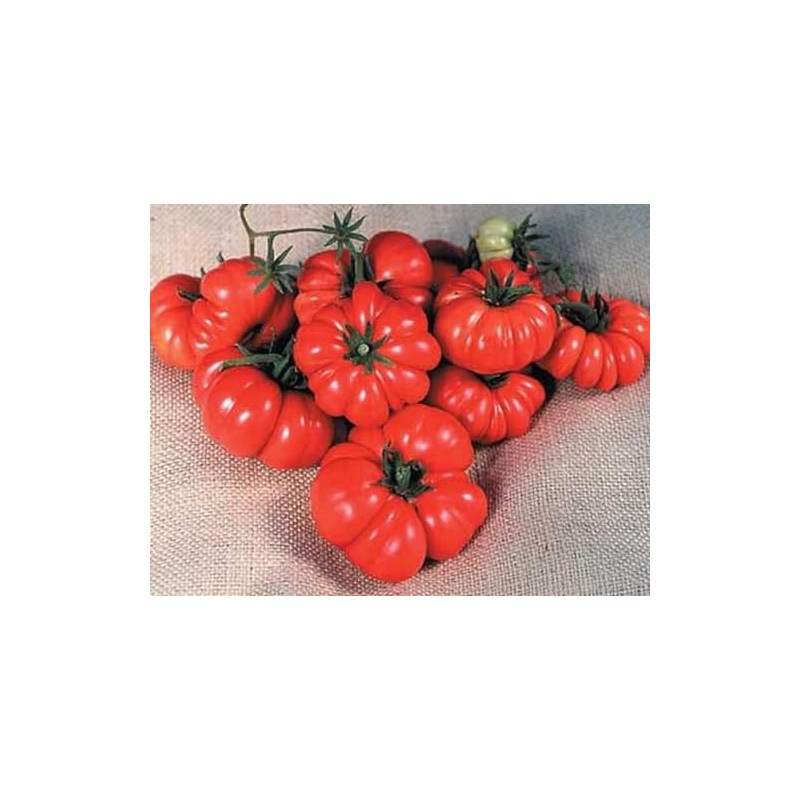 Costoluto Genovese The Ugly Tomato Seed