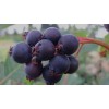 Unbranded Saskatoon Serviceberry 8-12" tall 1-2 y.o. (Amelanchier) Bare Root