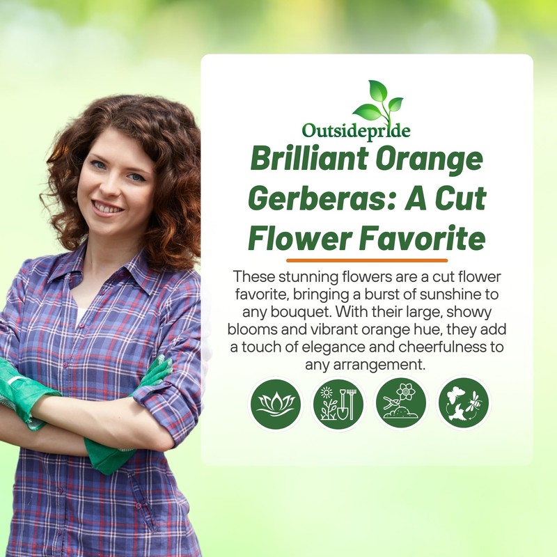 Outsidepride 20 Seeds Perennial Pastel Orange Gerbera Flower Seeds for