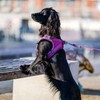 DOG Copenhagen Comfort Walk Go Dog Harness, Purple Passion (Purple),