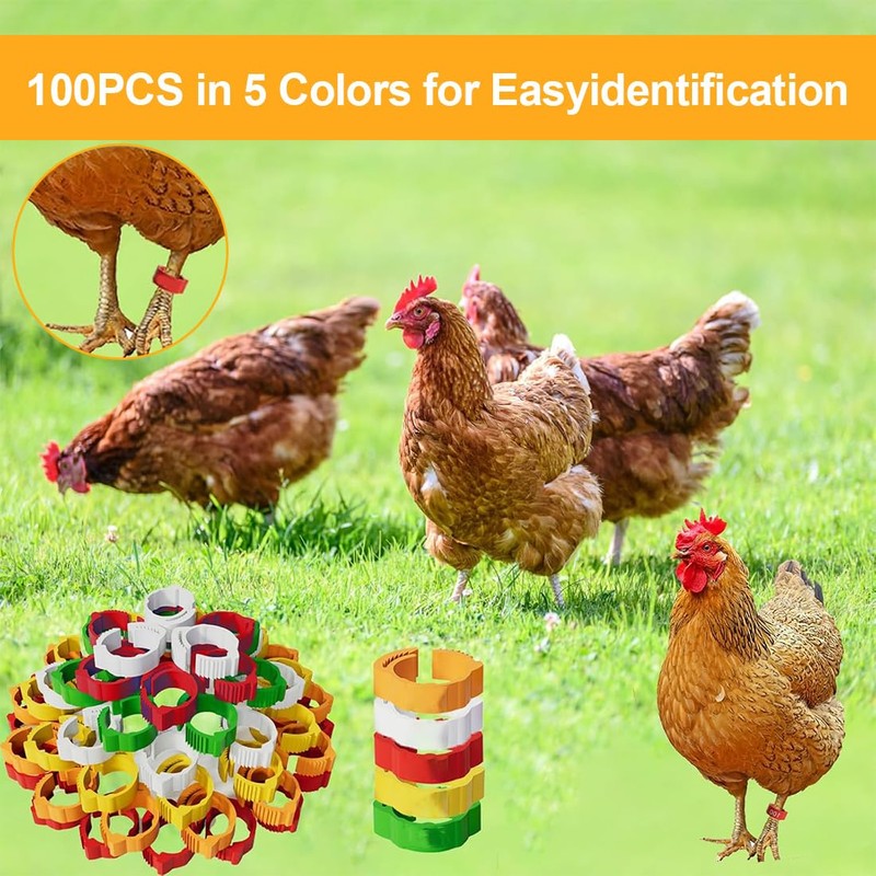 GGUFAY Pack of 100 Poultry Bands, Adjustable Chicken Rings, Plastic