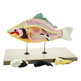 Eisco - Carp Fish Dissection Model, 4 Parts, Natural Size, Removable Organs, Skeleton and Intestinal Structure, Mounted on Base, Includes English Key Card, for Biology and Zoology Education