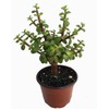 Mini Jade Plant - Portulacaria afra - 4.5" Pot