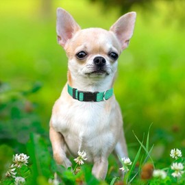 Taglory Reflective Adjustable Dog Collars for Puppy Small Medium Large Dogs, Thin Nylon Webbing and Quick Release Plastic Buckle(Teal Green, XSmall)