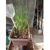 5X Fresh Purple Wight Garlic Bulbs for Planting Autumn and