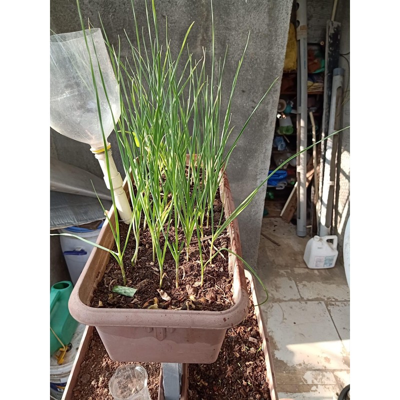 5X Fresh Purple Wight Garlic Bulbs for Planting Autumn and