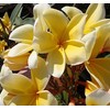 Live Tropical Yellow Plumeria Plant Cuttings, 10 Inches Long No