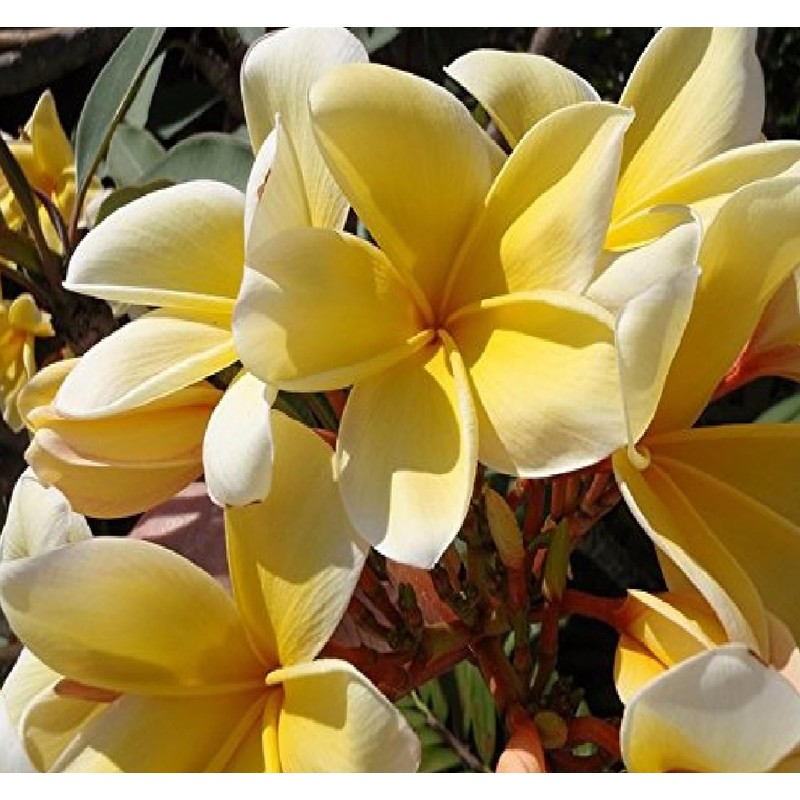 Live Tropical Yellow Plumeria Plant Cuttings, 10 Inches Long No