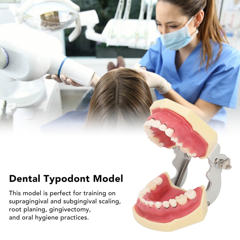 Periodontal Disease Teeth Resin Model Dental Demonstration Teeth Model for