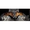 Intrepid International Magic Horse Brush, for Horse Grooming Kit w/Durable