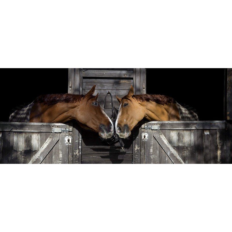 Intrepid International Magic Horse Brush, for Horse Grooming Kit w/Durable