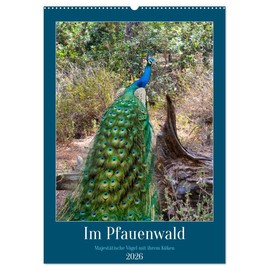 Im Pfauenwald (Wandkalender 2026 DIN A2 hoch), CALVENDO Monatskalender: Majestätische Vögel mit ihren Küken (CALVENDO Tiere)