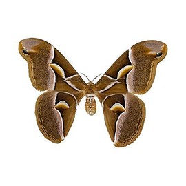 Beautiful Brown and White Moth Decal - 6" wingspan