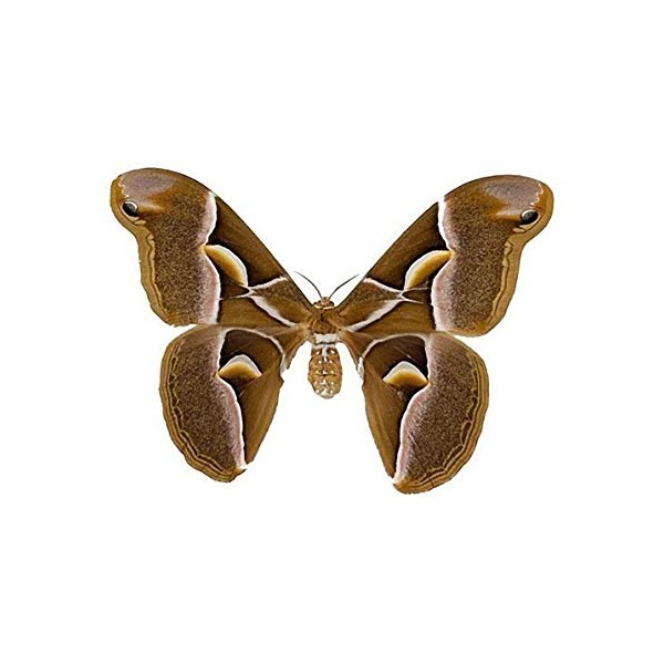Beautiful Brown and White Moth Decal - 6" wingspan