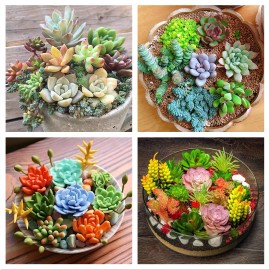 100pcs Mix Rare Succulent Seeds for Planting, DIY Bonsai Ornamental Plant