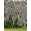 NATURAL/ORGANIC Fresh Live Florida Spanish Moss Air Plant/decorati