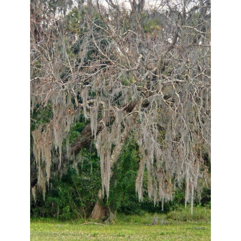 NATURAL/ORGANIC Fresh Live Florida Spanish Moss Air Plant/decorati