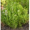 Earthcare Seeds Thyme Culinary Thyme 1,000 Seeds (Thymus vulgaris) Heirloom