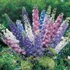 Consolida Ajacis Larkspur Flower Seeds Pack of 500+ Flower Seeds