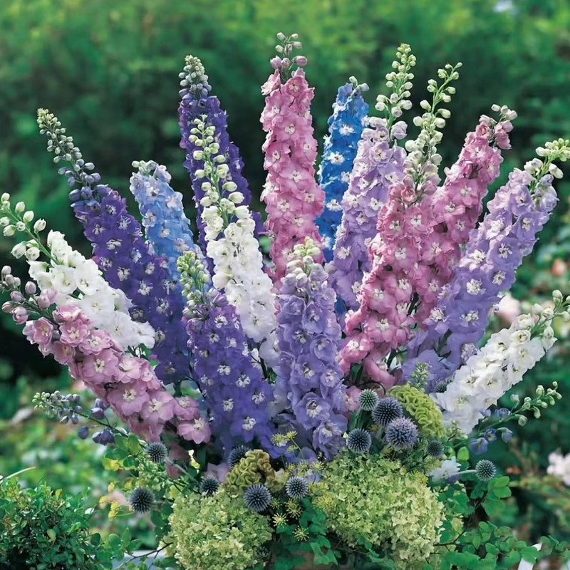 Consolida Ajacis Larkspur Flower Seeds Pack of 500+ Flower Seeds