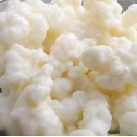 Live Milk Kefir Grains to make kefir milk drink