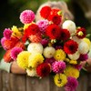 22Day Seeds: Seeds Dahlia Pompon Mix/Annual Flowers