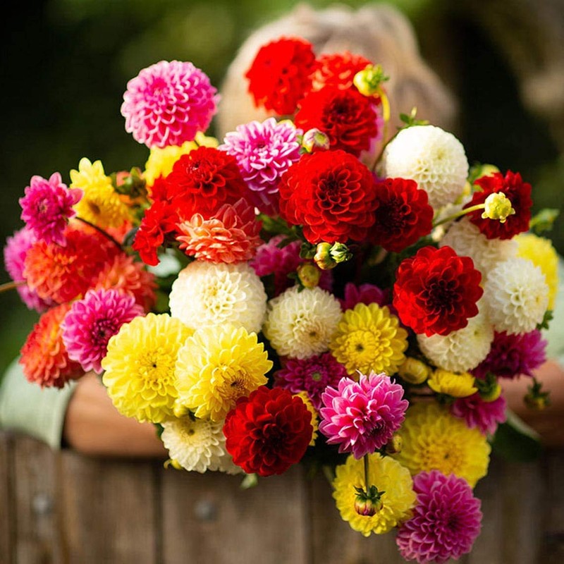 22Day Seeds: Seeds Dahlia Pompon Mix/Annual Flowers